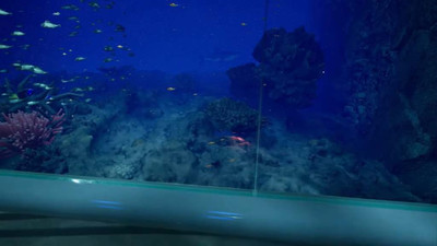 первый скриншот из Aquarium at August 32nd